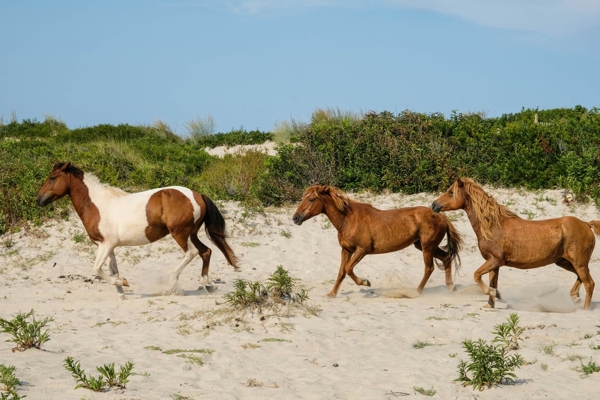 wild ponies on Chincoteague Beach