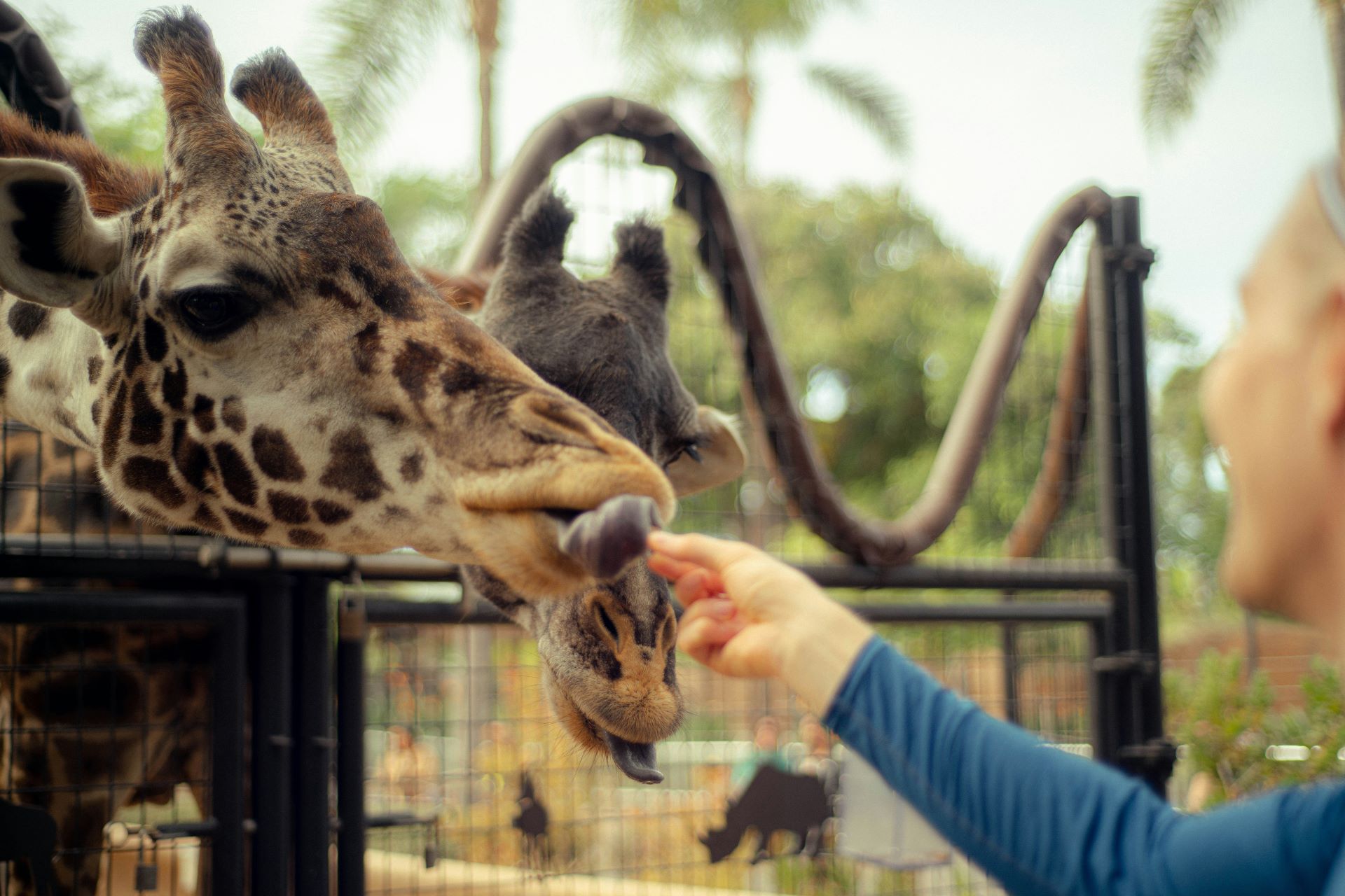 Feeding Giraffes at San Diego Zoo