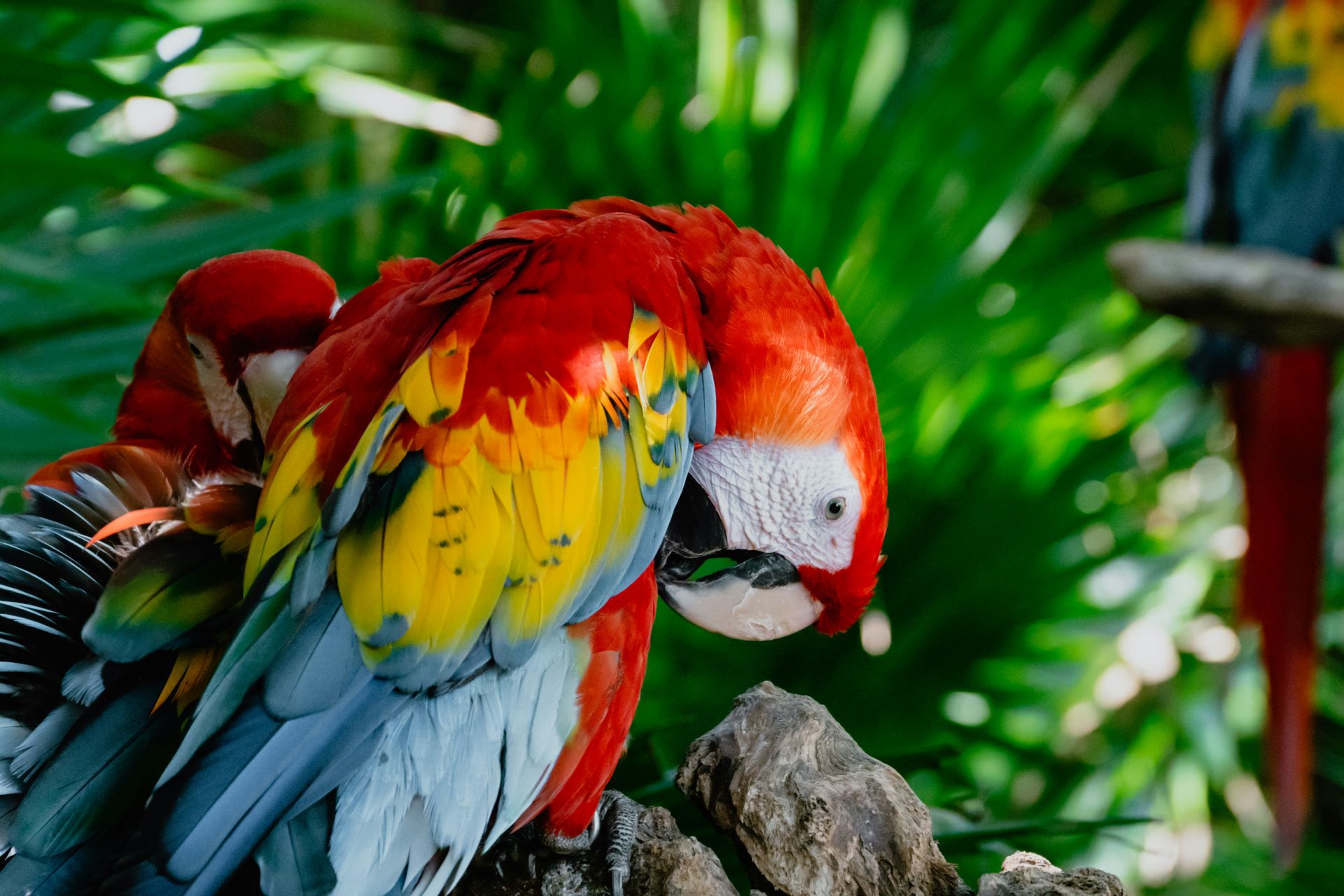 macaw in Cancun, Mexico