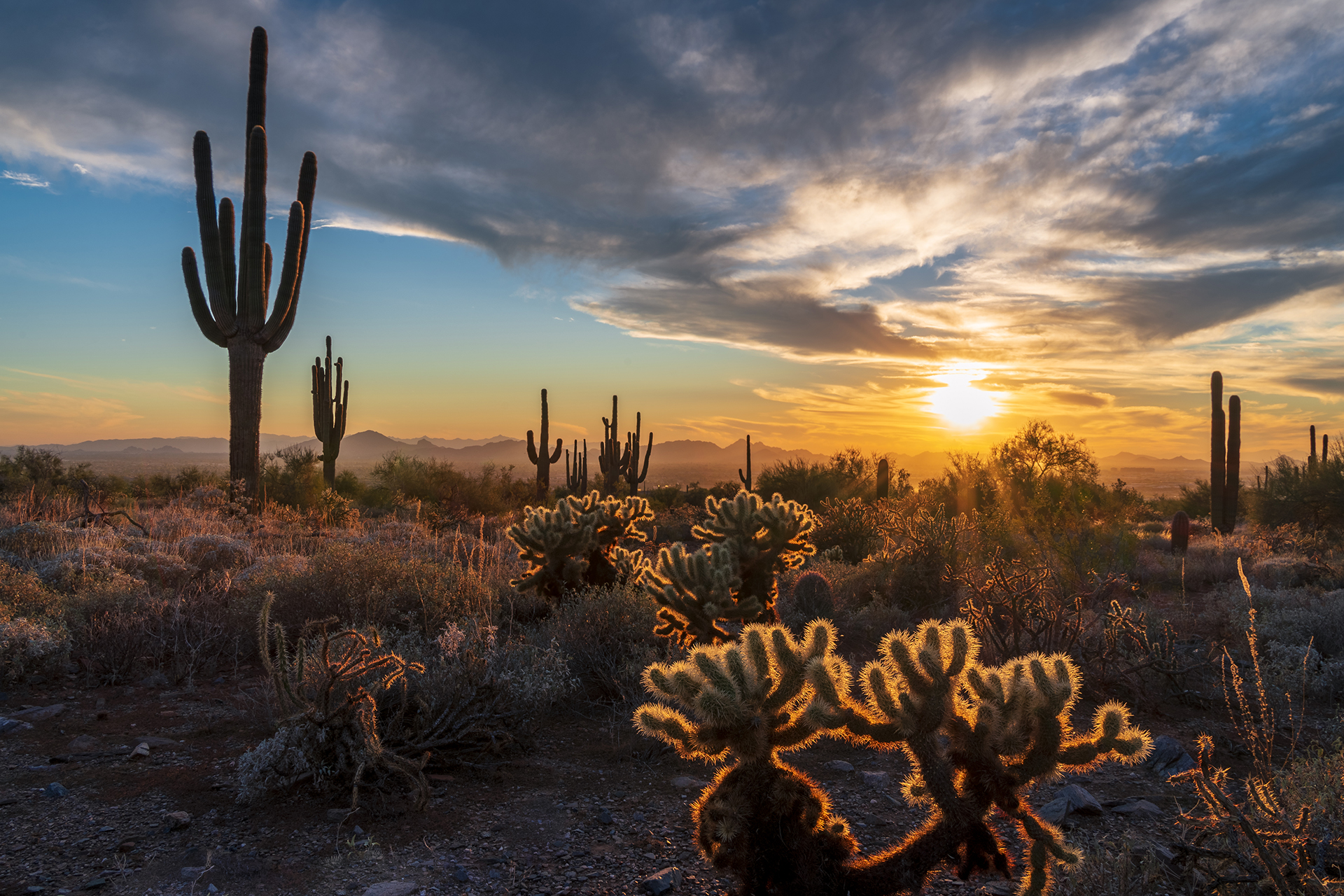 McDowell Sonoran Conservancy - Scottsdale, AZ